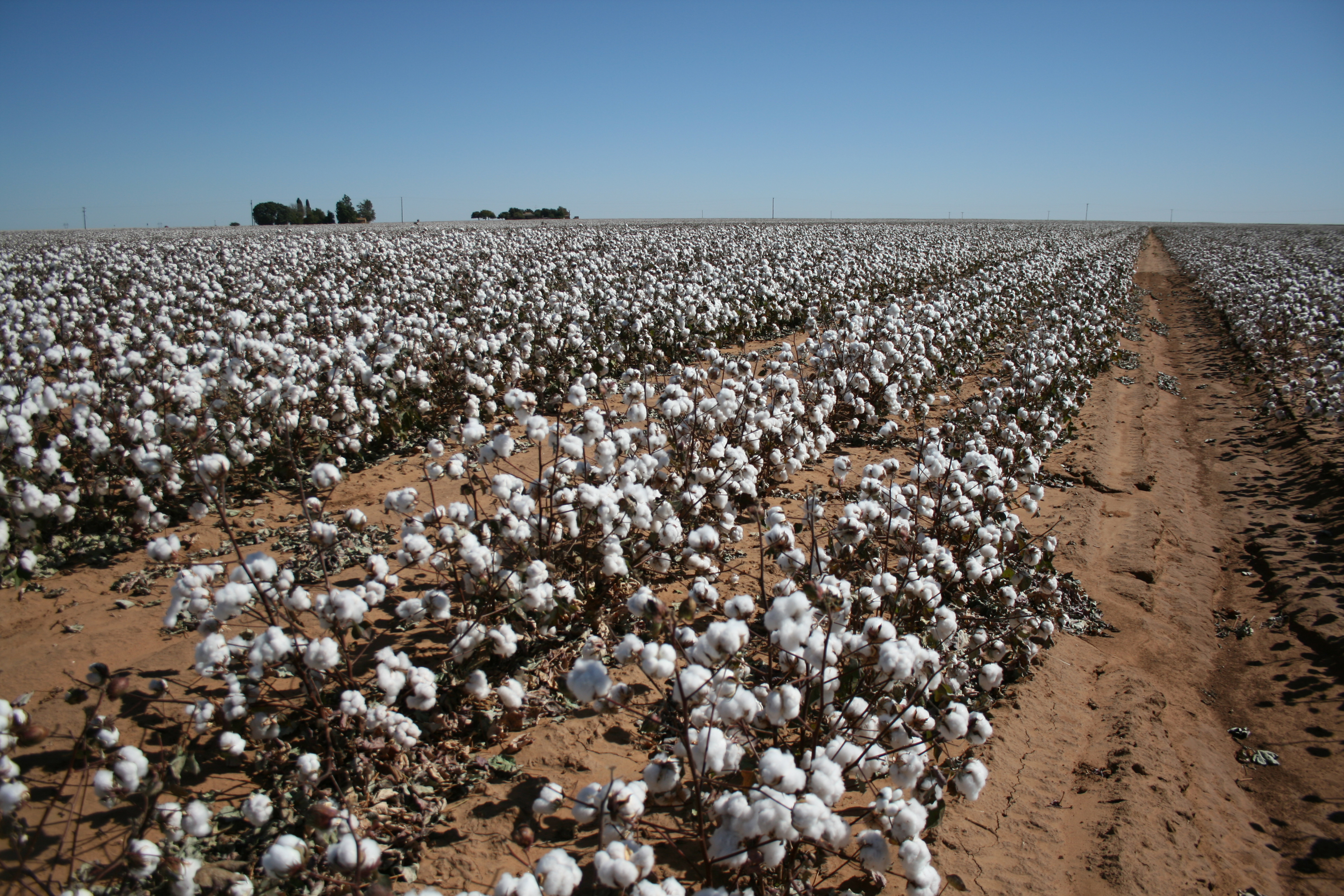NFU Thanks USDA for Cotton Ginning Cost-Share Solutions for Producers