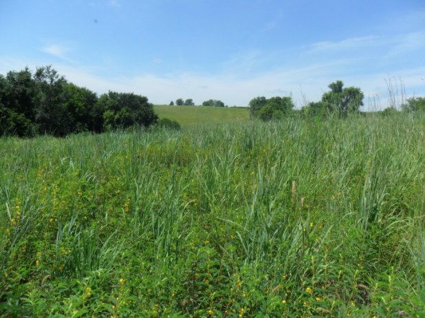 Considering CRP Grasslands Enrollment? There’s Still Time.