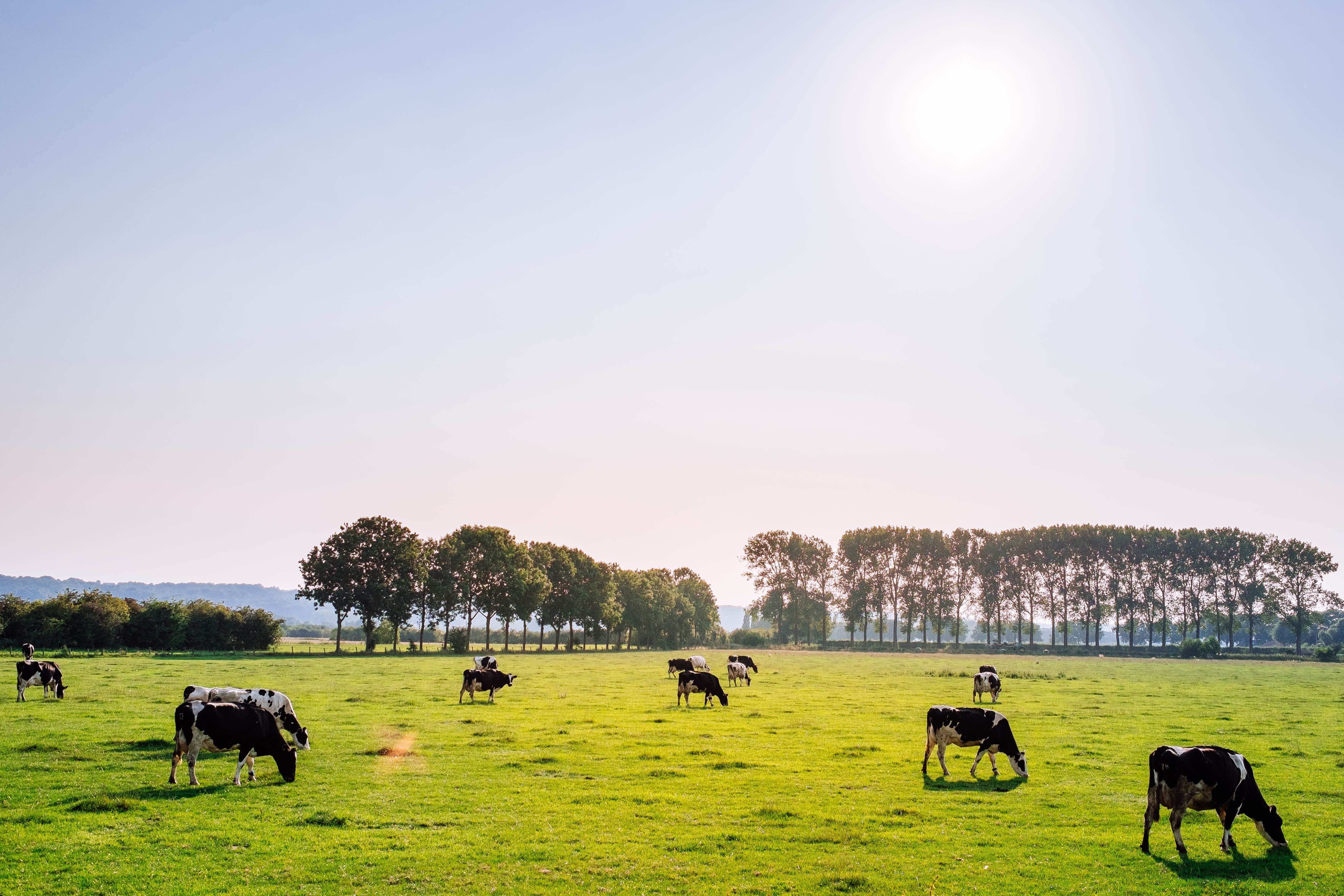 NFU Applauds Congressional Action Requesting Immediate Support for U.S. Dairy Farmers