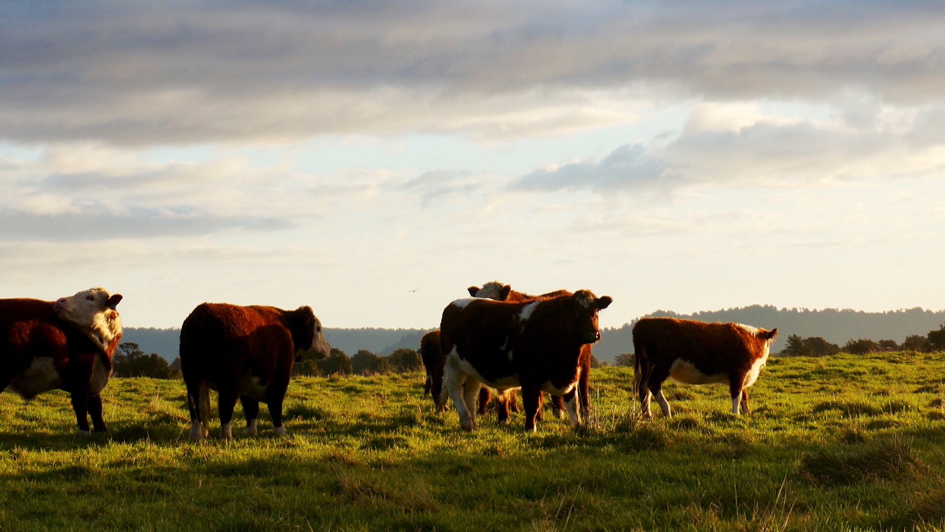 NFU Defends Family Beef Producers Against Meatpackers’ Aggressive Market Control