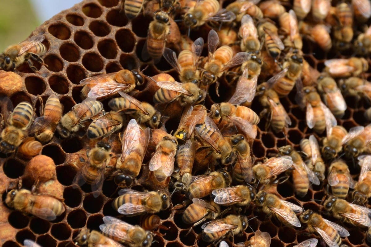 Why Do Farmers Care About Climate Change? Colony Collapse Disorder