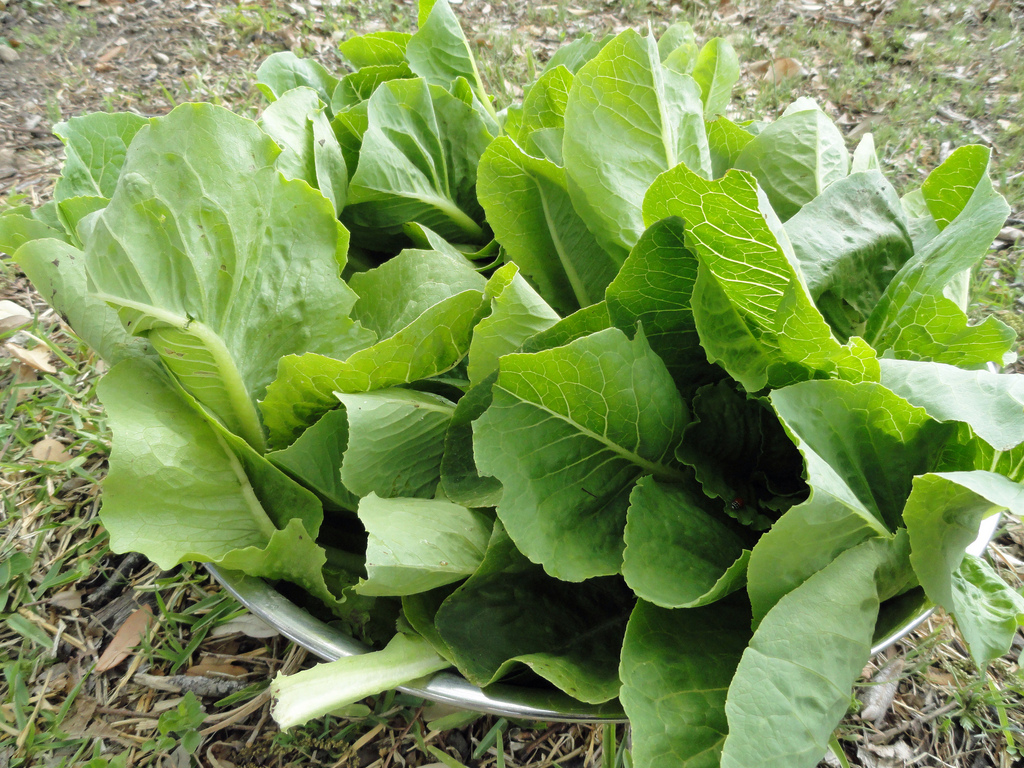 CDC Blanket Romaine Recall Hurts Small Farms