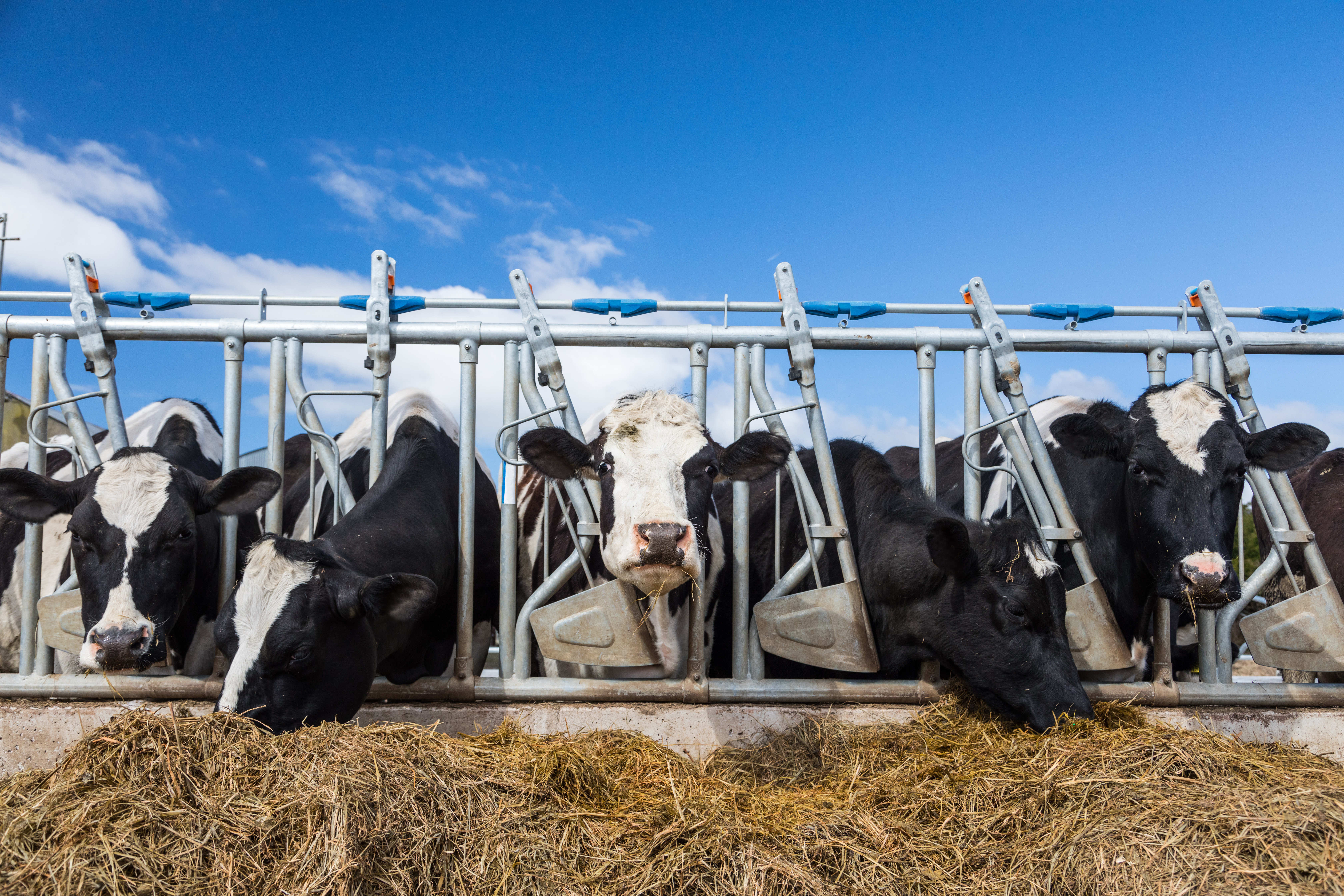 Dairy Together Fights for a Fair Dairy Economy