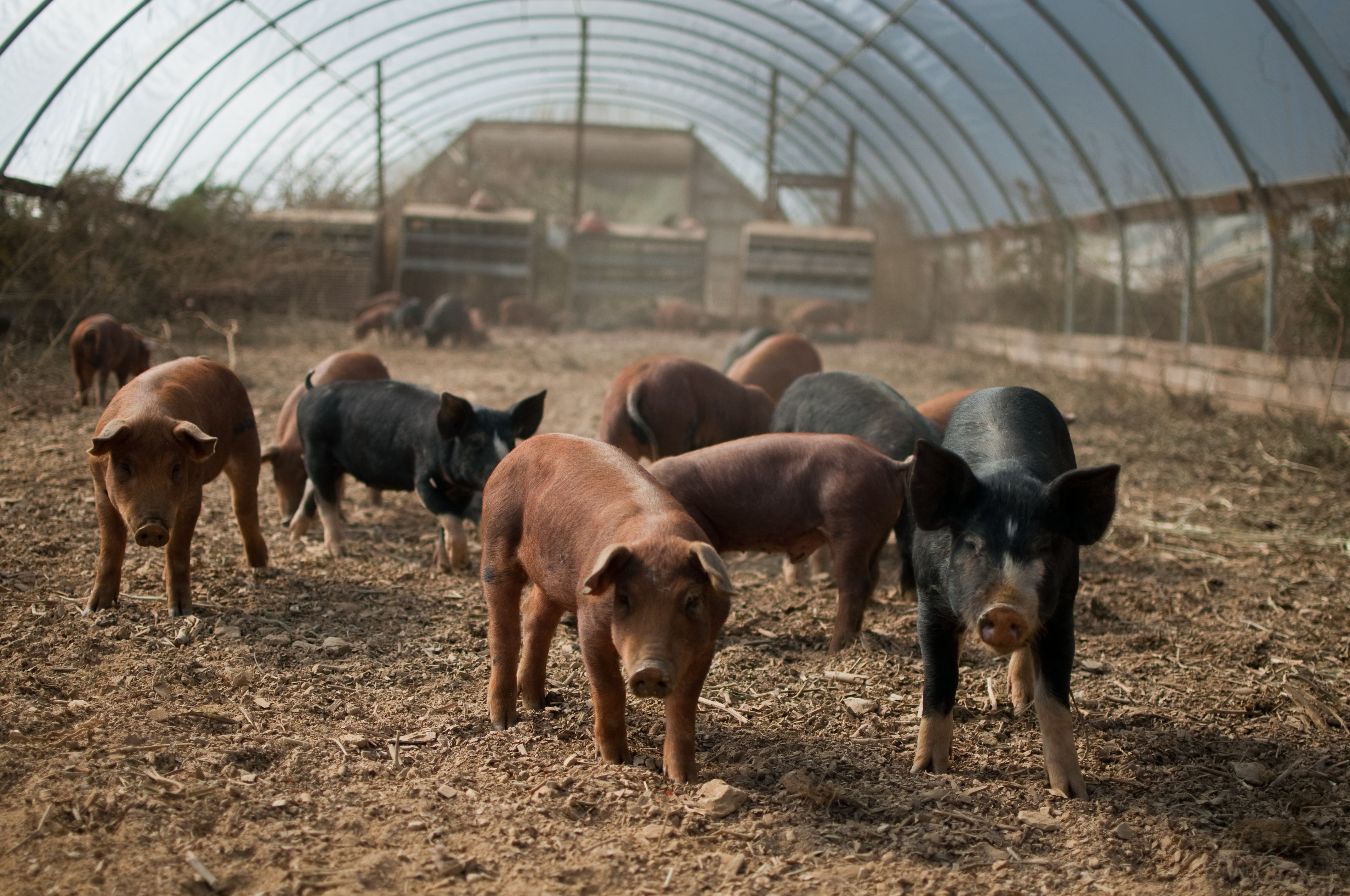 Access to Markets: The Greenway Farm Family & Farm Advocacy