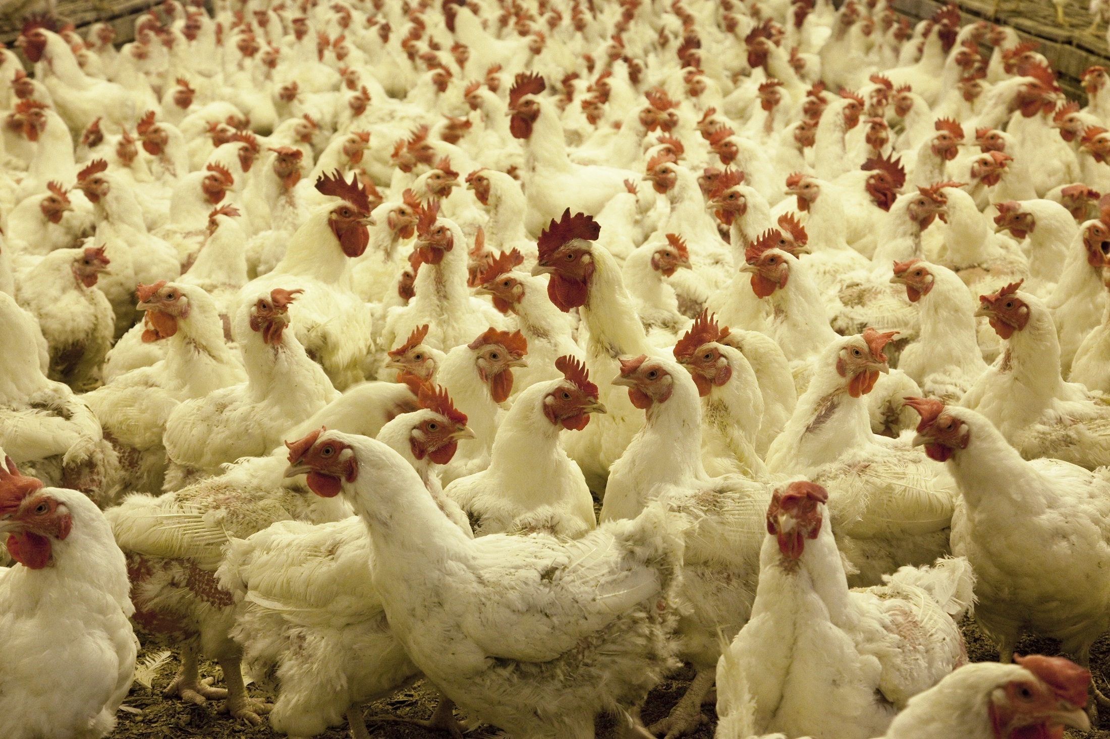 NFU Statement on Finalized USDA Poultry Transparency Rule